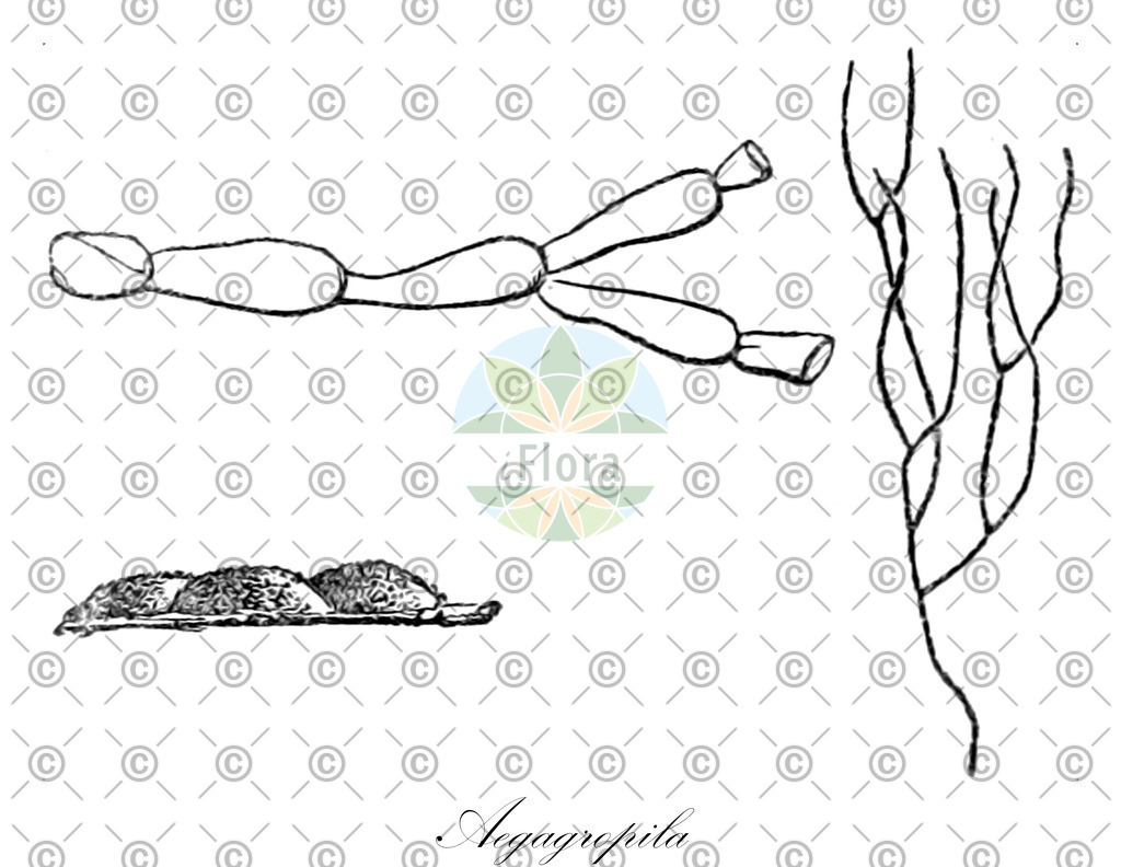 HistAbb_PH7_2_ENZY_Simple | Historische Abbildung von Aegagropila - Cladophoraceae (0) | Historical Illustration of Aegagropila - Cladophoraceae (0)