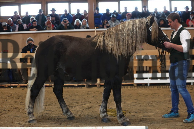 Sankt-Märgen_2023_Kaltblut-Körung_KN_77_Dorino (12) | Alle Fotos der Reiterjournal Fotografin Doris Matthaes im Reiterjournal Online-Fotoshop. - Realisiert mit Pictrs.com