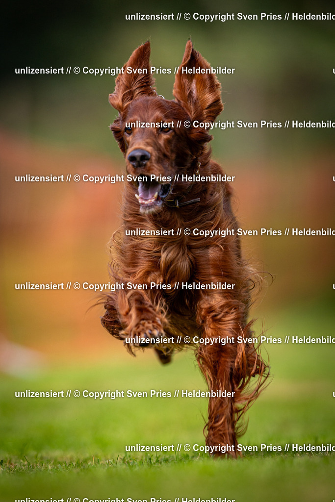 Sven Pries | 2024-09-22 - Hunderennen Baden-BadenPudelverein - Realisiert mit Pictrs.com