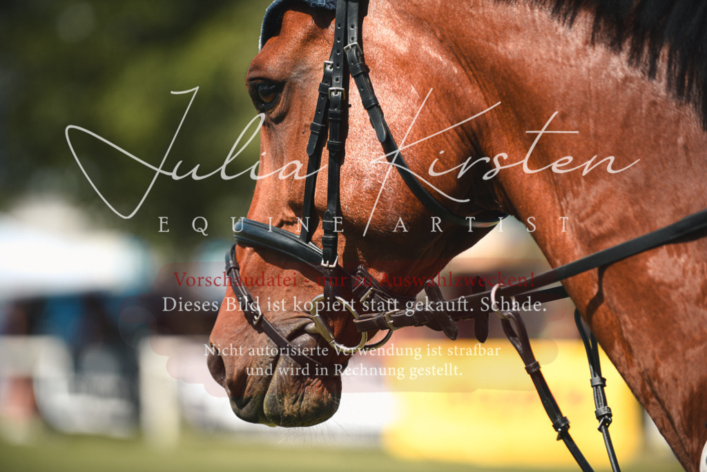 DSC_6505 | Pferde- und Turnierfotografie in Westsachsen. Pferdeportraits, Auftragszeichnungen und intuitive Kunst.