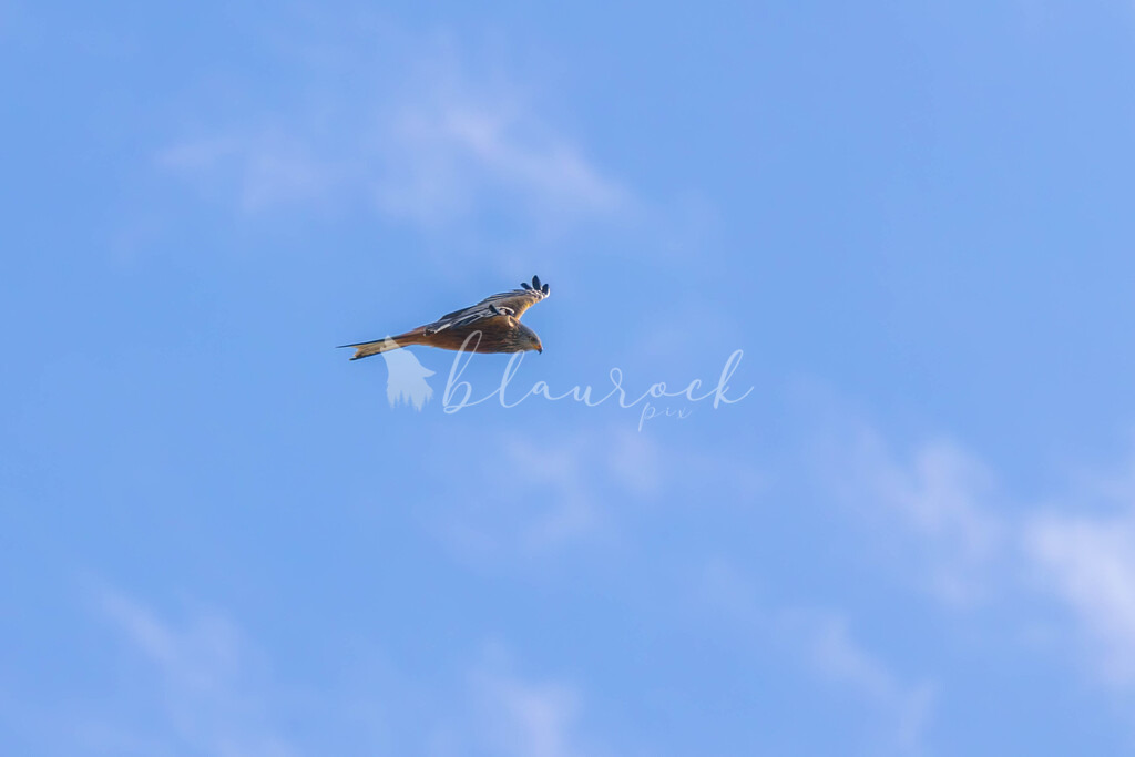 CN12--26 | Sportbilder, Sportfotograf, Hochzeits- und Eventfotografin, Flugshows, Portraits und Tiershooting, Aviation, Downhill, Nationalleague, Swissleague, International