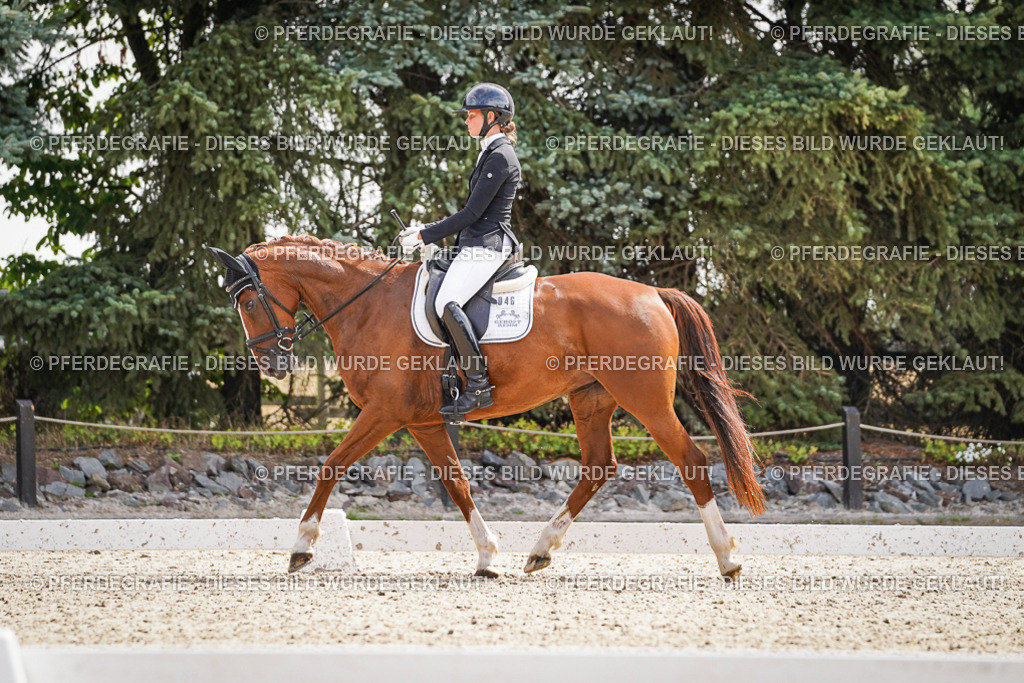 DSC08548 | Pferdegrafie