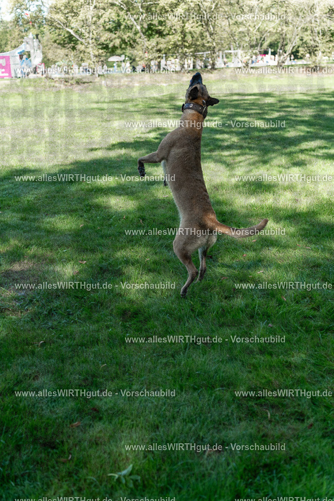 Hundeschwimmen_Volksbad_2026-allesWIRTHgut_Tierfotografie-2609061148-105818-7R509944 | Professionelle Tierfotografie in Mönchengladbach von Daniel Wirth (allesWIRTHgut). Liebevolle & natürliche Bilder von Hunden & Katzen für unvergessliche Erinnerungen.