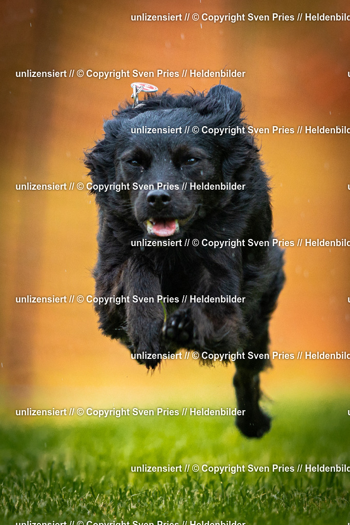 Sven Pries | 2025-09-21 - Hunderennen Baden-Oos - Realisiert mit Pictrs.com