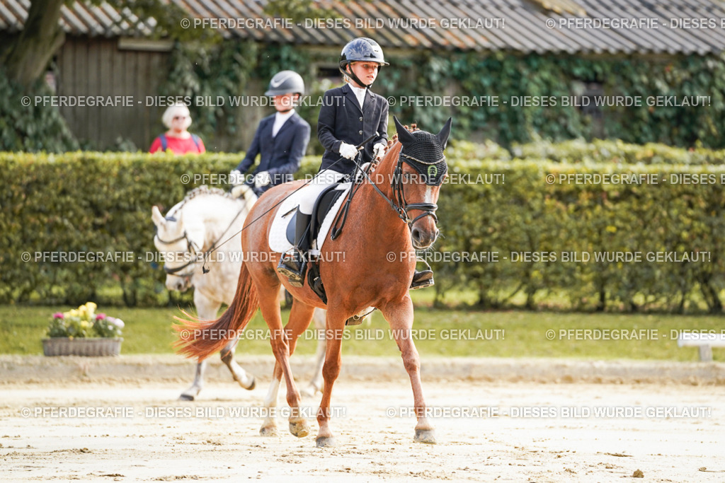 DSC05472 | Pferdegrafie