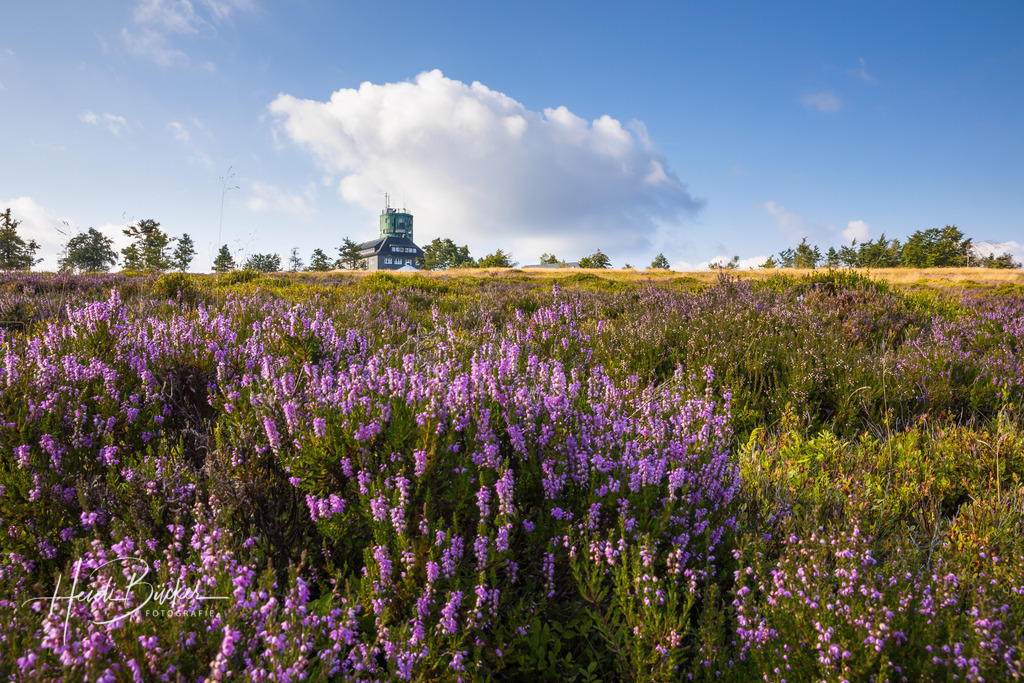 Heideblüte auf dem Kahlen Asten | Heideblüte auf dem Kahlen Asten bei Winterberg - Realisiert mit Pictrs.com