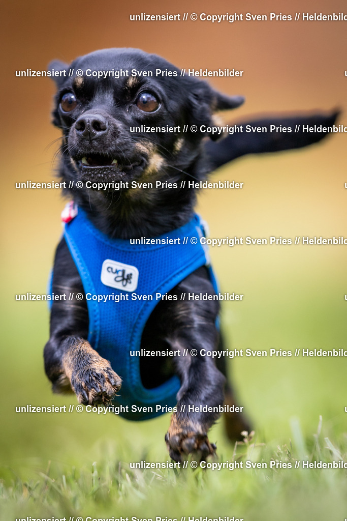 Sven Pries | 2024-04-21 - Hunderennen Baden-Oos
Foto: Sven Pries - Realisiert mit Pictrs.com