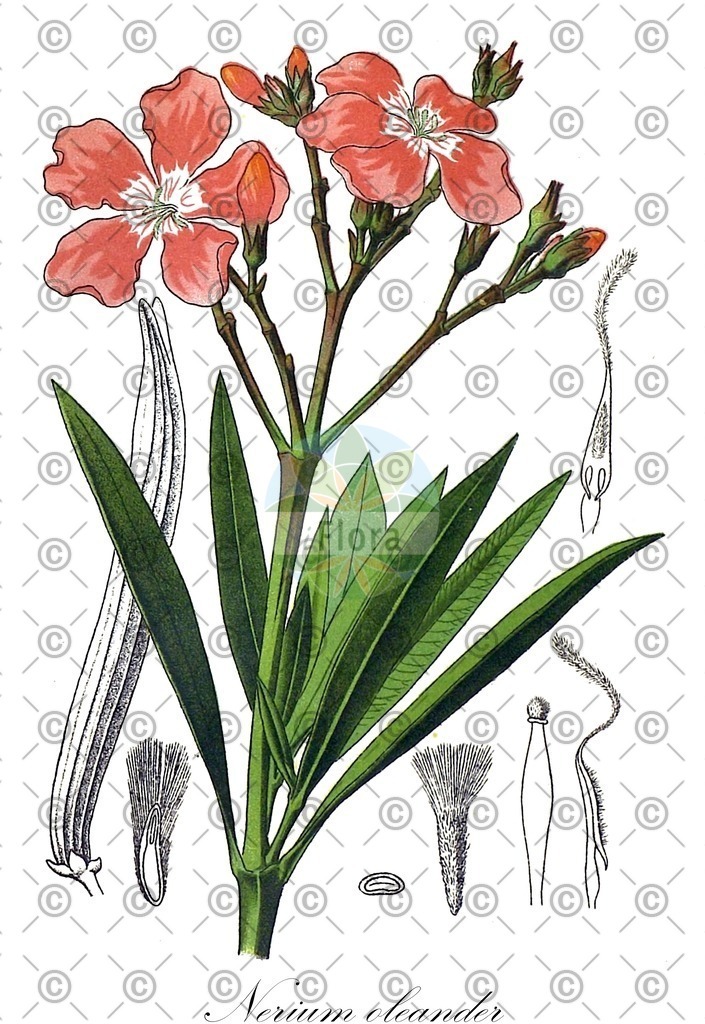 HistAbb_wfo-0000251613_1_SIMPLE | Historische Abbildung von Nerium oleander - Apocynaceae | Historical Illustration of Nerium oleander - Apocynaceae