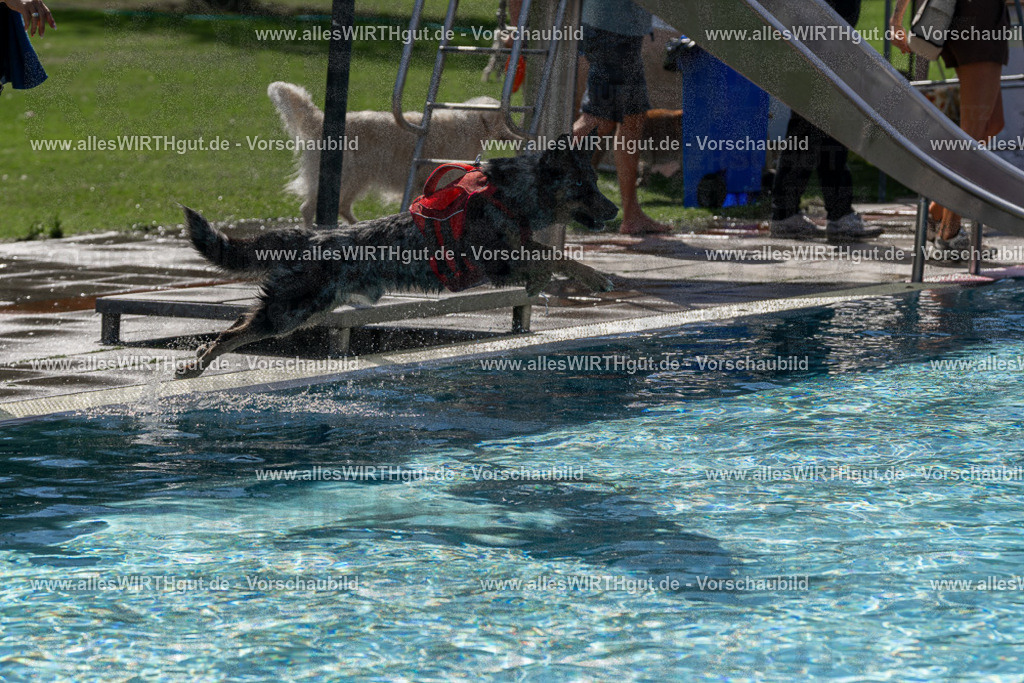 Hundeschwimmen_Volksbad_2026-allesWIRTHgut_Tierfotografie-2609061209-FAY06388 | Professionelle Tierfotografie in Mönchengladbach von Daniel Wirth (allesWIRTHgut). Liebevolle & natürliche Bilder von Hunden & Katzen für unvergessliche Erinnerungen.