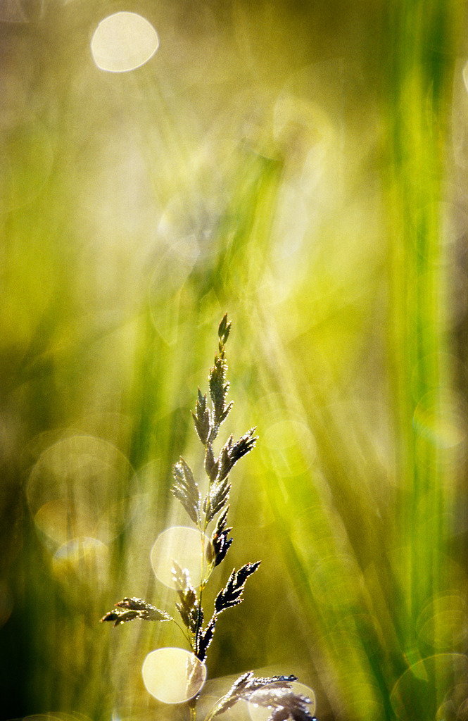 Grashalm im Gegenlicht mit Lichtreflexen | Austria - June 01, 2010: Grashalm im Gegenlicht mit Lichtreflexen. - Realisiert mit Pictrs.com