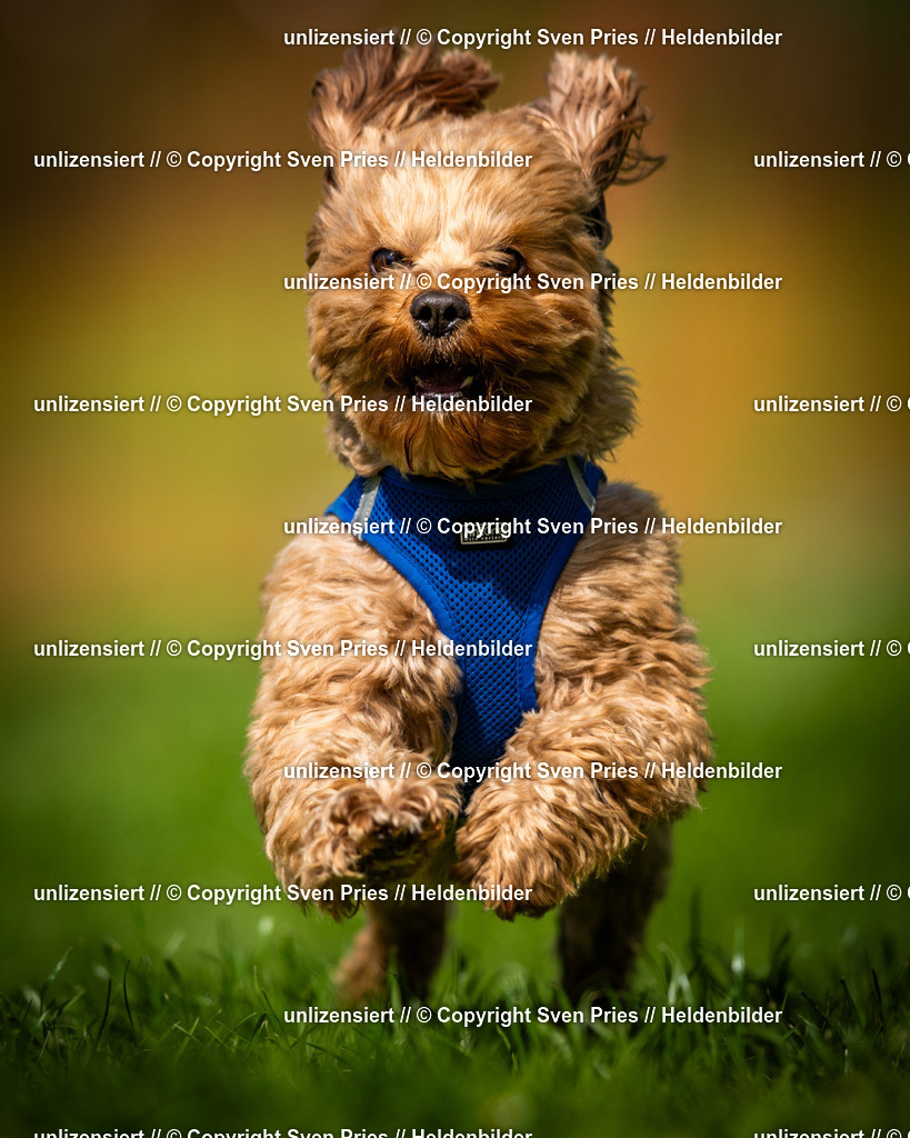 Sven Pries | 2025-04-13 - Hunderennen Baden-Baden - Realisiert mit Pictrs.com