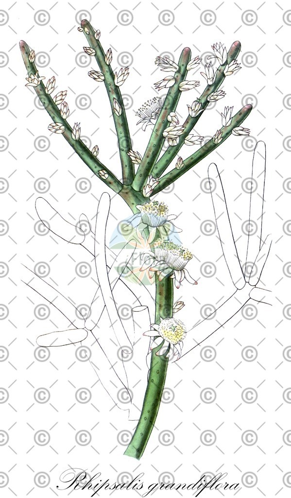 HistAbb_EMP_13887_6_ALPEN_Simple | Historische Abbildung von Rhipsalis grandiflora - Cactaceae | Historical Illustration of Rhipsalis grandiflora - Cactaceae