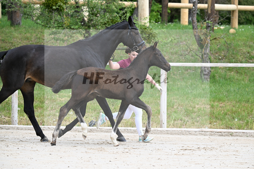 Kat-Nr. 1 HF Secret x San Muscadet_Holmer-Rattenhuber_24260029 | hf-fotografie - Realisiert mit Pictrs.com