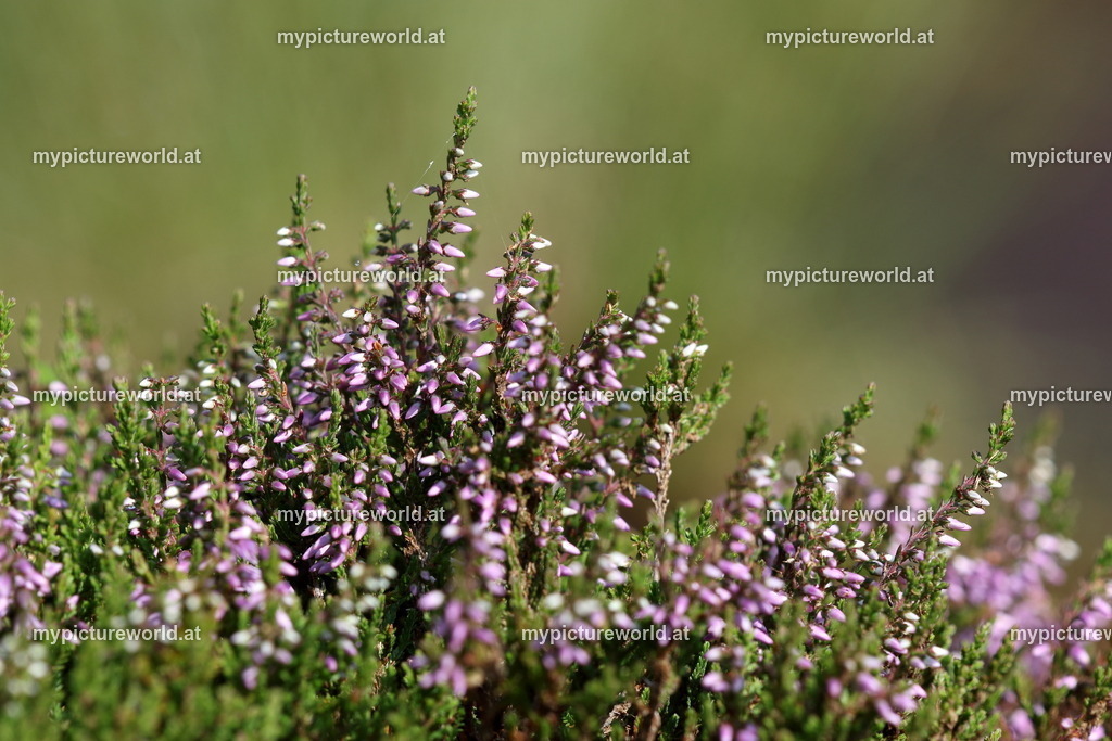 Besenheide-001 | Das Bilderarchiv über Tiere, Planzen und Landschaften. In der Bilddatenbank finden Sie ein große Auswahl an hochwertigen Bilder für Ihre Werbung - Realisiert mit Pictrs.com