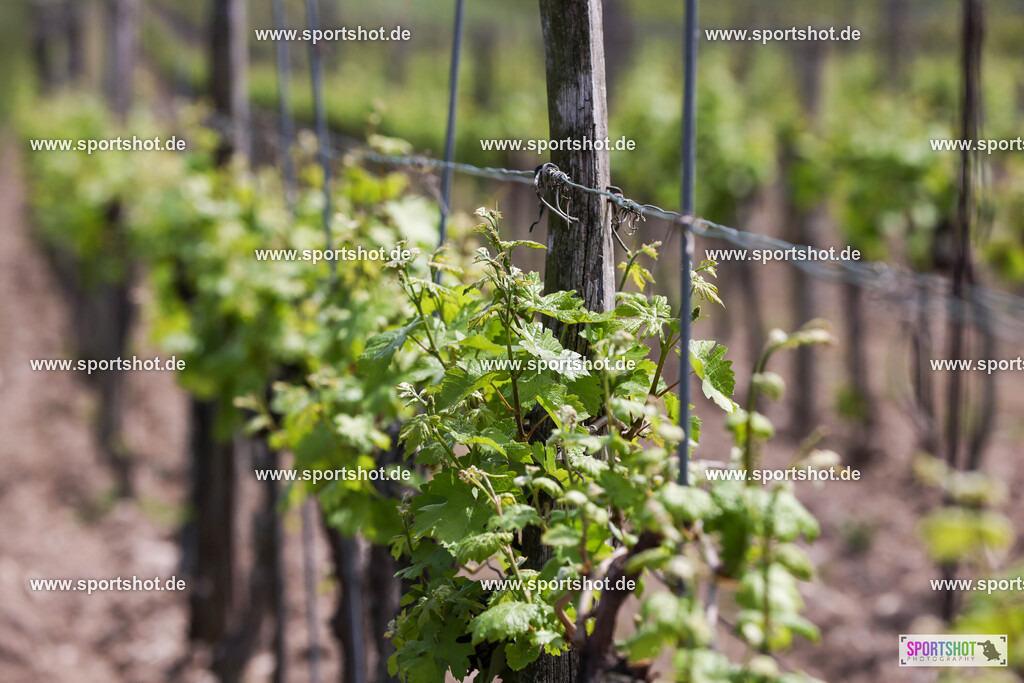 007A4202 | Neusiedler See Radmarathon 2025 #neusiedlerseeradmarathon #yourpictrs #sportshot_your_pictrs @Sportshotphotography Copyright:www.sportshot.de