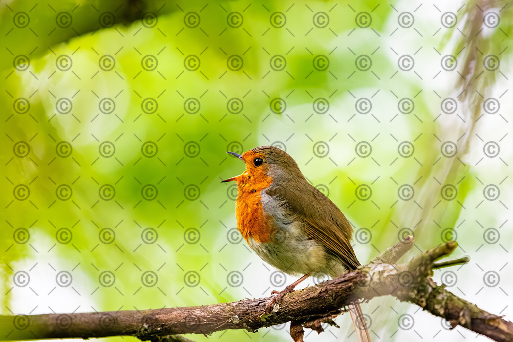 Rotkelchen | Ein Rotkelchen sind auf einem Ast im Baum