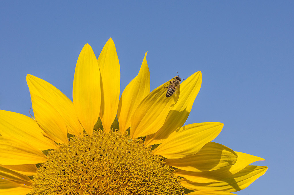 Sonnenblume mit Biene | Fotos mit schönen Motiven aus der Region Basel. - Realisiert mit Pictrs.com