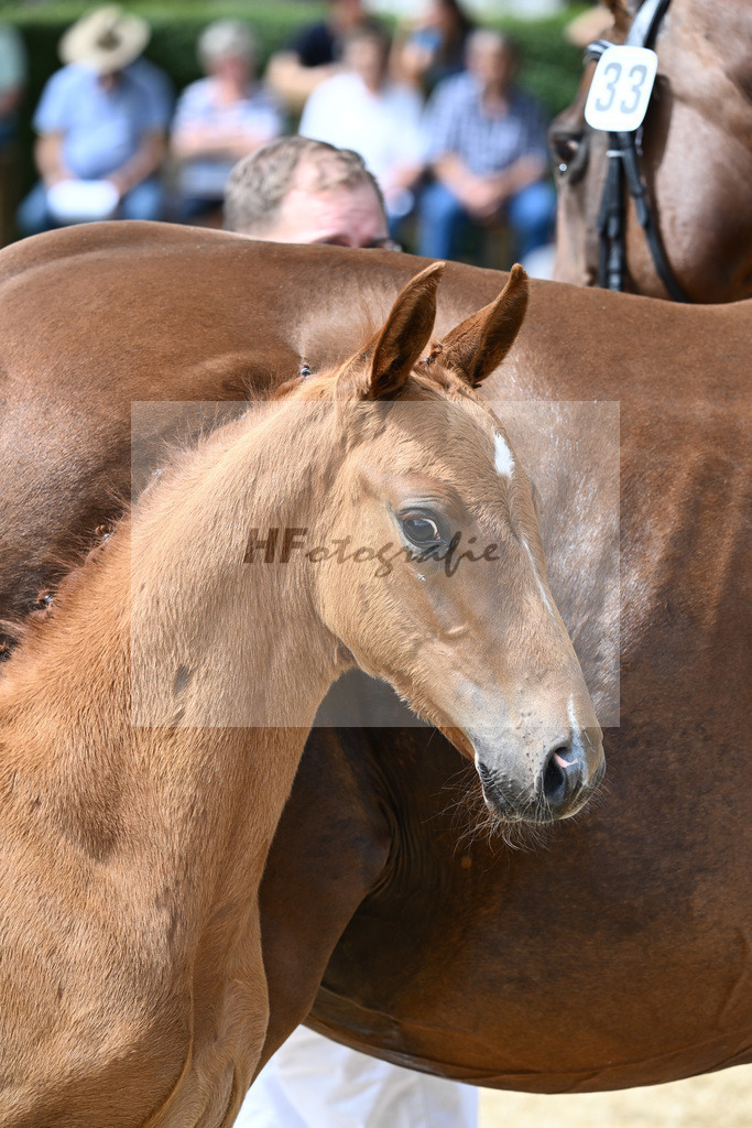 Kat-Nr. 33 HF DSP Va Bene x Rubinstein I_Hager_27230520 | hf-fotografie - Realisiert mit Pictrs.com