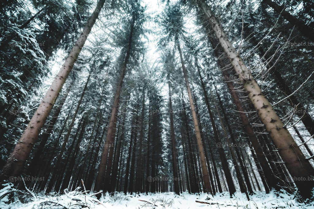Die Winterwaldpforte | Ein Wald im tiefsten Winter. - Realisiert mit Pictrs.com