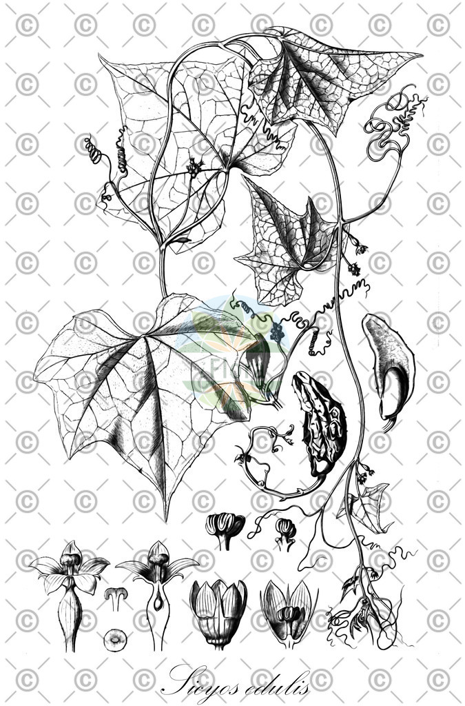 HistAbb_wfo-0000496936_2_ENZY_Simple | Historische Abbildung von Sicyos edulis - Cucurbitaceae | Historical Illustration of Sicyos edulis - Cucurbitaceae