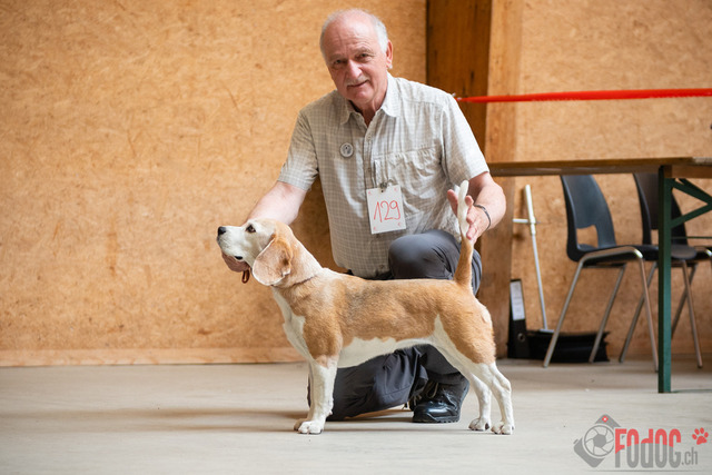 Expo Hunde CAC 2023 Escholzmatt | Expo SLC/CCC/CSS (CAC) in Escholzmatt. 03.06.2023 Foto: Leo Wyden