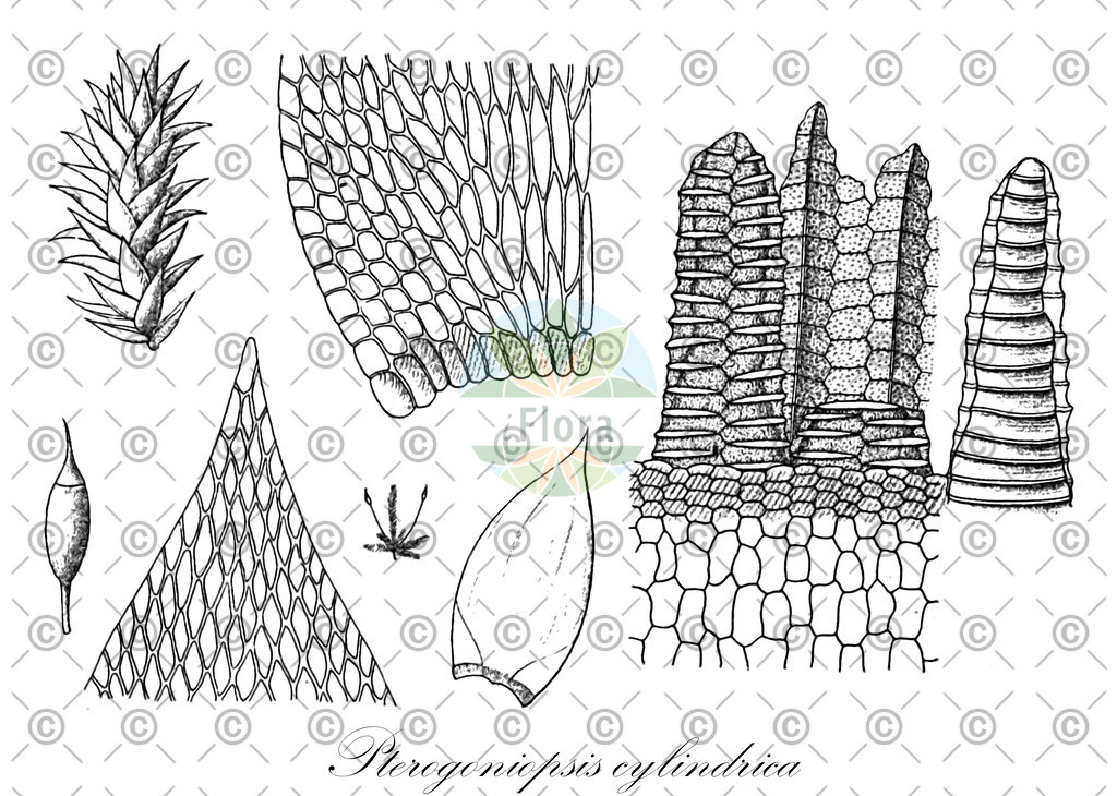 HistAbb_wfo-0001080634_1_ENZY_Simple | Historische Abbildung von Pterogoniopsis cylindrica - Sematophyllaceae | Historical Illustration of Pterogoniopsis cylindrica - Sematophyllaceae