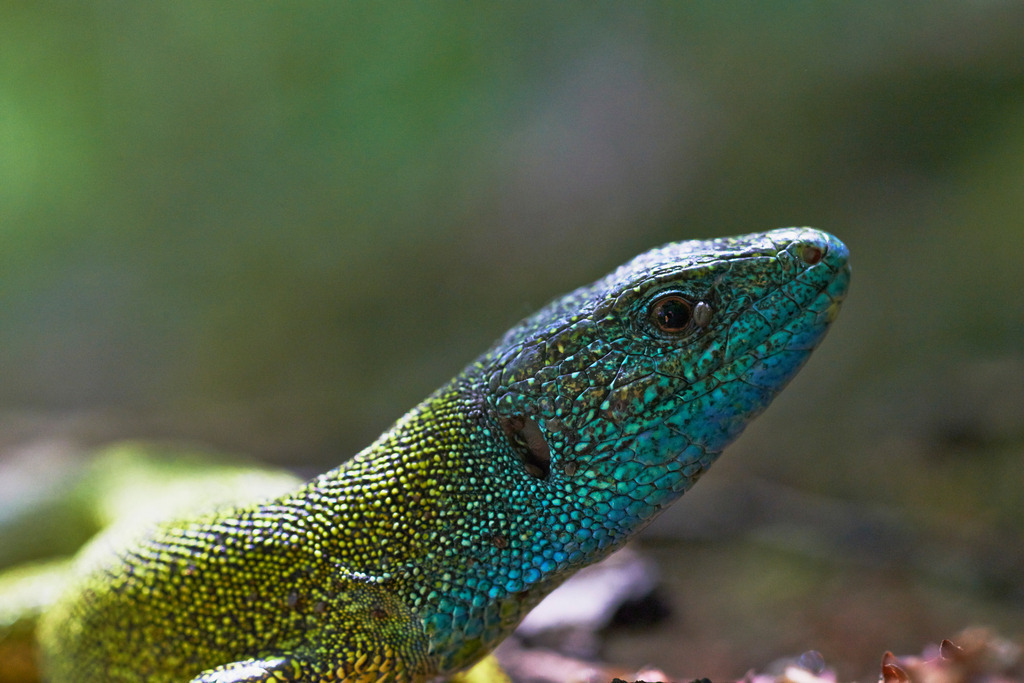 Smaragdeidechse im Wald | Austria - May 20, 2013: Smaragdeidechse im Wald. - Realisiert mit Pictrs.com