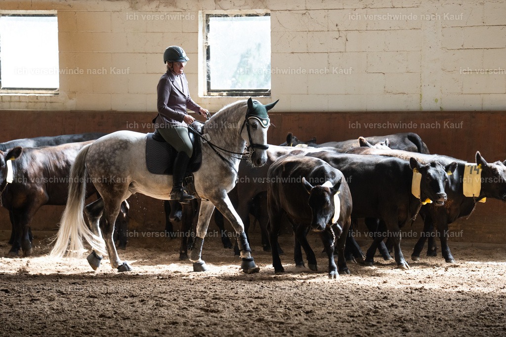 WL_COW_69_SinaFilmArt_IN03902 | working equitationturnier fotograf videograf stoibphotography marixx film working equitation deutschland reitsport turnierfotografie eventfotografie equestrian events