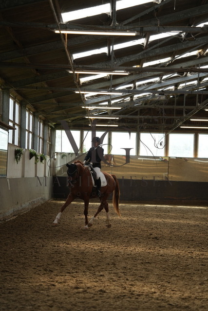 DSC02686 | Pferdefotografie in Köln und Umgebung – emotionale Pferdeshootings, Turnierfotografie und besondere Momente zwischen Pferd und Mensch. - Realisiert mit Pictrs.com