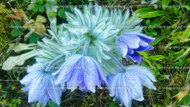 titusgraphy_IMG_20170409_084655-hdh-ln | titusgraphy-shop: Geschenkideen mit Qualitätsfotos. titusgraphy-shop: gift ideas with quality photos. titusgraphy-shop: idées cadeaux avec photos de qualité.  - Realisiert mit Pictrs.com