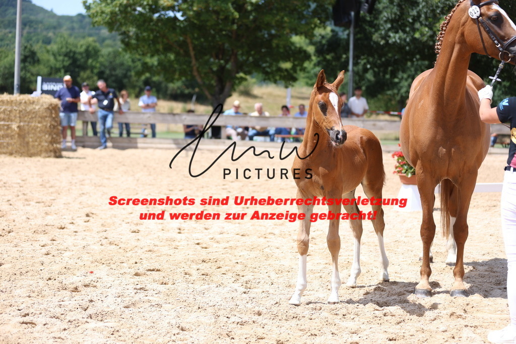 Fohlenschau_Schwäbisch_Hall_springbetonte_Fohlen_KN 22_8 | lmwpictures - Realisiert mit Pictrs.com