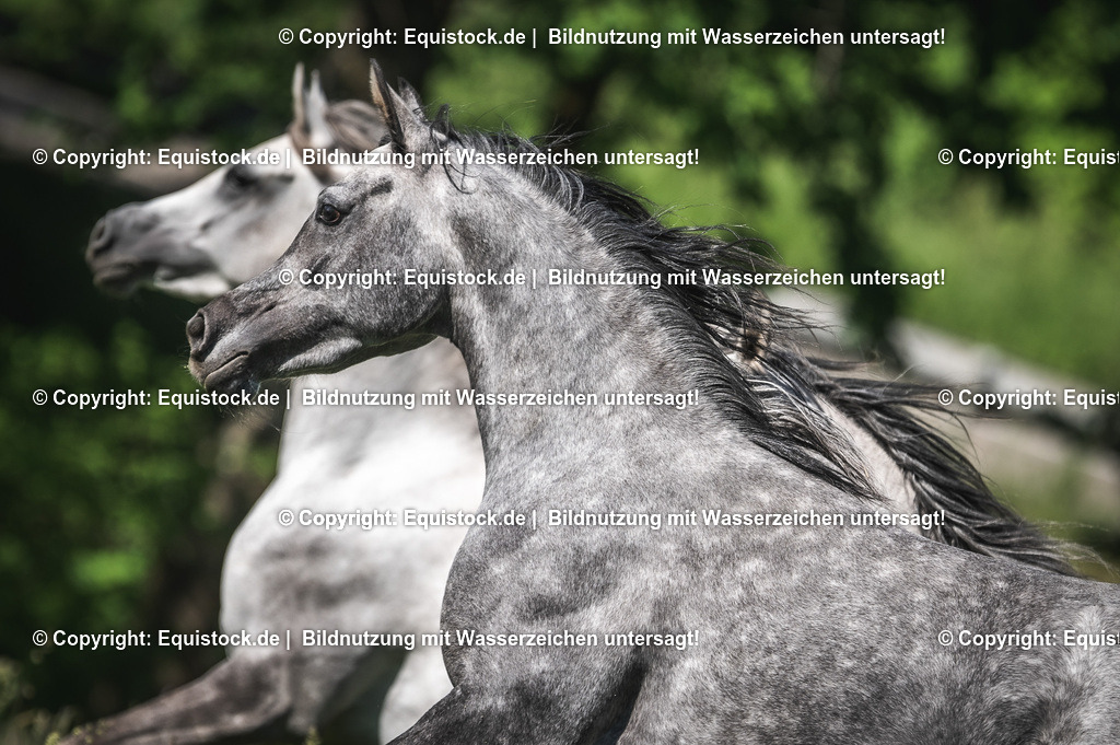 20210617_Araber_Marbach_Koppel_0081 | Foto: Thomas Hartig