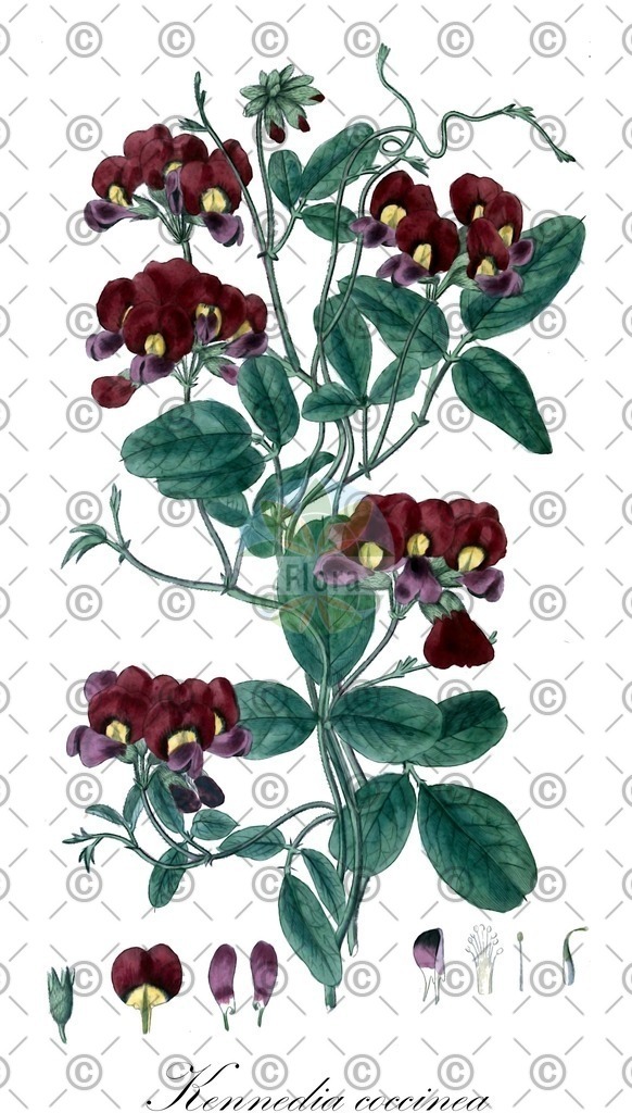 HistAbb_wfo-0000356868_1_ENZY_Simple | Historische Abbildung von Kennedia coccinea - Fabaceae | Historical Illustration of Kennedia coccinea - Fabaceae