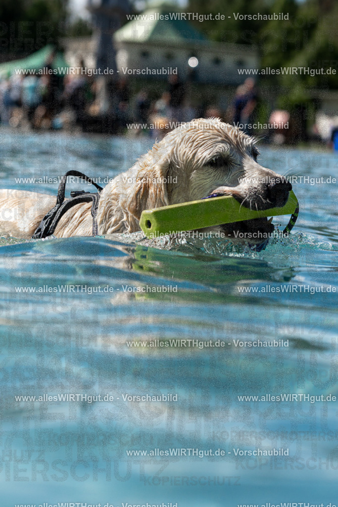 Hundeschwimmen_Volksbad_2026-allesWIRTHgut_Tierfotografie-2609061250-FAY06577 | Professionelle Tierfotografie in Mönchengladbach von Daniel Wirth (allesWIRTHgut). Liebevolle & natürliche Bilder von Hunden & Katzen für unvergessliche Erinnerungen.