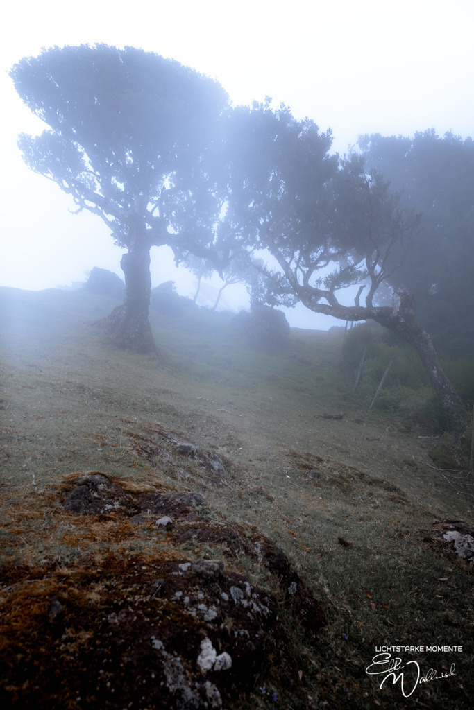 Fanal; Hochebene Paul da Serra; Madeira | Herzlich willkommen auf meiner Seite! Ich bin Elke Wallnisch, Deine Fotografin für lichtstarke Momente. Der Name steht für alles, was mich mit der Fotografie verbindet: Das Licht und seine machtvolle Wirkung auf eine Situation oder unsere Stimmung - Realisiert mit Pictrs.com