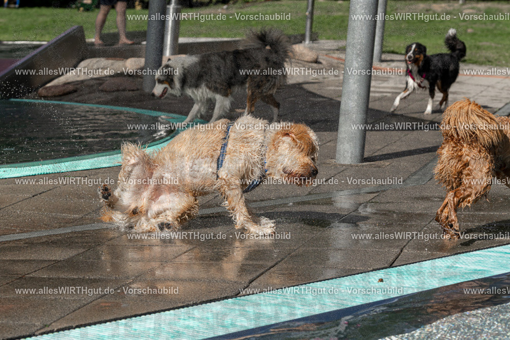 Hundeschwimmen_Volksbad_2026-allesWIRTHgut_Tierfotografie-2609061533-FAY07275 | Professionelle Tierfotografie in Mönchengladbach von Daniel Wirth (allesWIRTHgut). Liebevolle & natürliche Bilder von Hunden & Katzen für unvergessliche Erinnerungen.