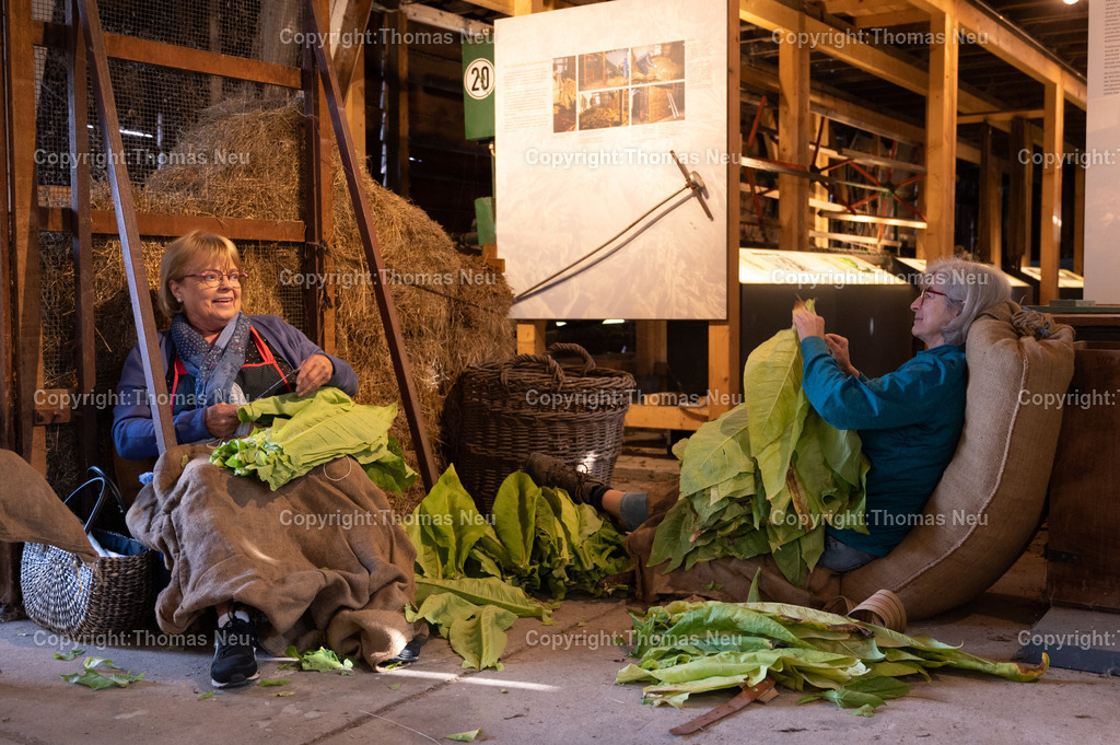 Lorsch_Tabakernte-51 | 23.08.2025, Lorsch, Tabakscheune, die Tabakernte wird zum Trockenen verarbeitet, Bild: Eva-Maria Eberle, und Gudrun Gallei, ,, Bild: Thomas Neu