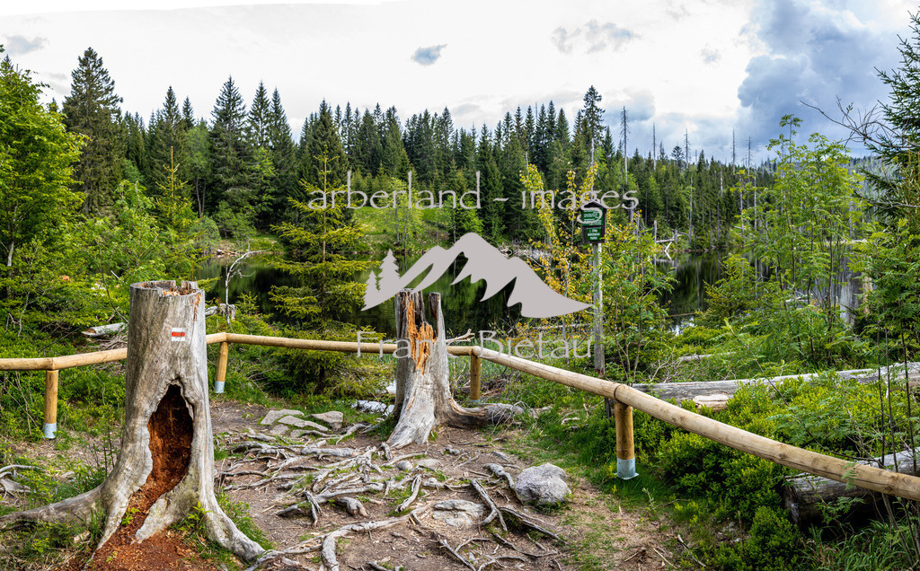 OE7A3665-Pano | mitten im Nationalpark liegt der Lakkasee, beliebtes Wanderziel in der Stille des Böhmerwaldes