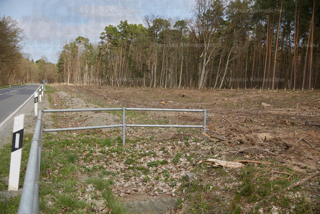 250412_TeslaWaldspaziergang_00028 | Vanessa Kleinwächter - Realisiert mit Pictrs.com