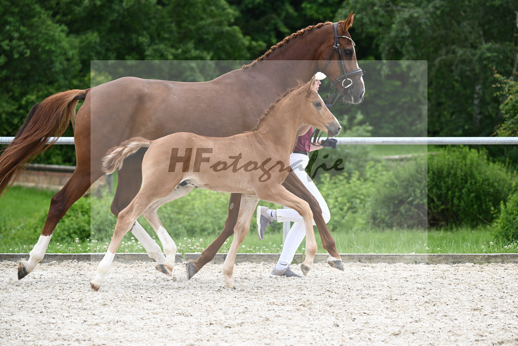Vivaldos x Belissimo M_HF_Baier_20240243 | hf-fotografie - Realizzato con Pictrs.com