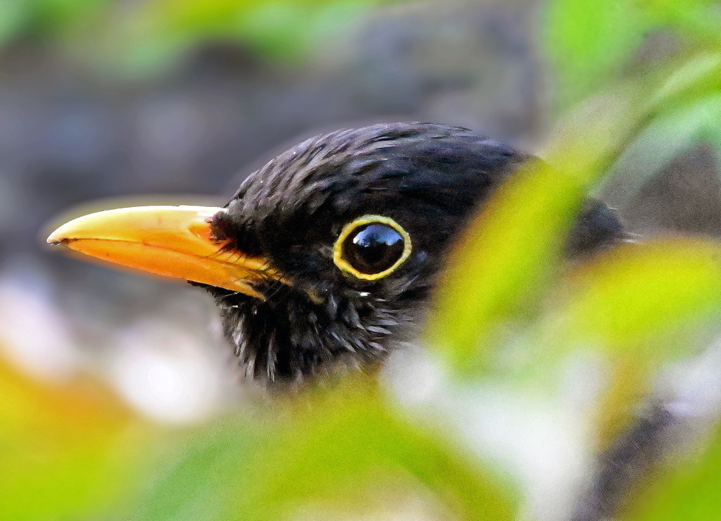 Amsel06-1 | lucisnaturbilder - Realisiert mit Pictrs.com