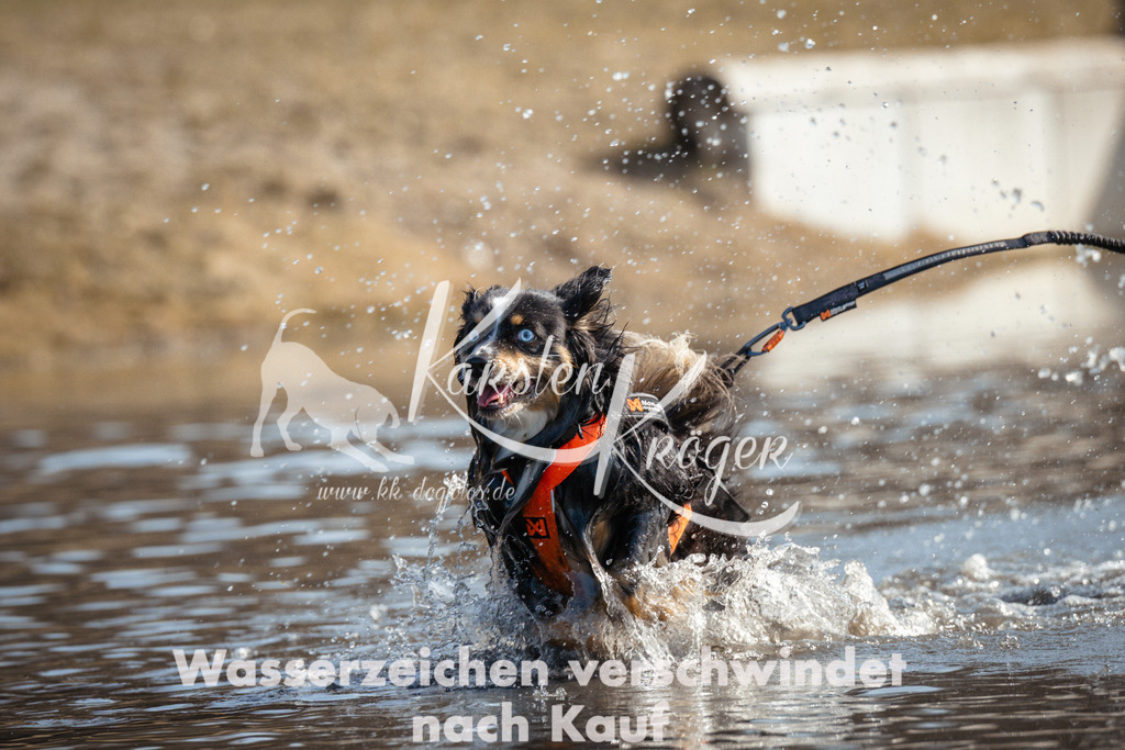 1131_ZZ95192 | kk-dogfotos