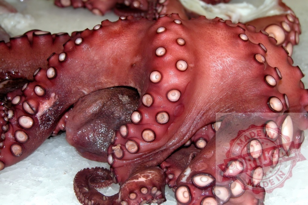 Fresh octopus tentacles on crushing ice at market | Whole raw octopus displaying suckers on ice at a seafood market - Realized with Pictrs.com