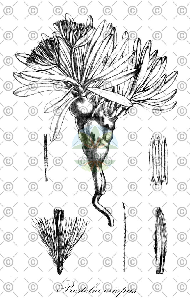 HistAbb_wfo-0000282973_2_ENZY_Simple | Historische Abbildung von Prestelia eriopus - Asteraceae | Historical Illustration of Prestelia eriopus - Asteraceae