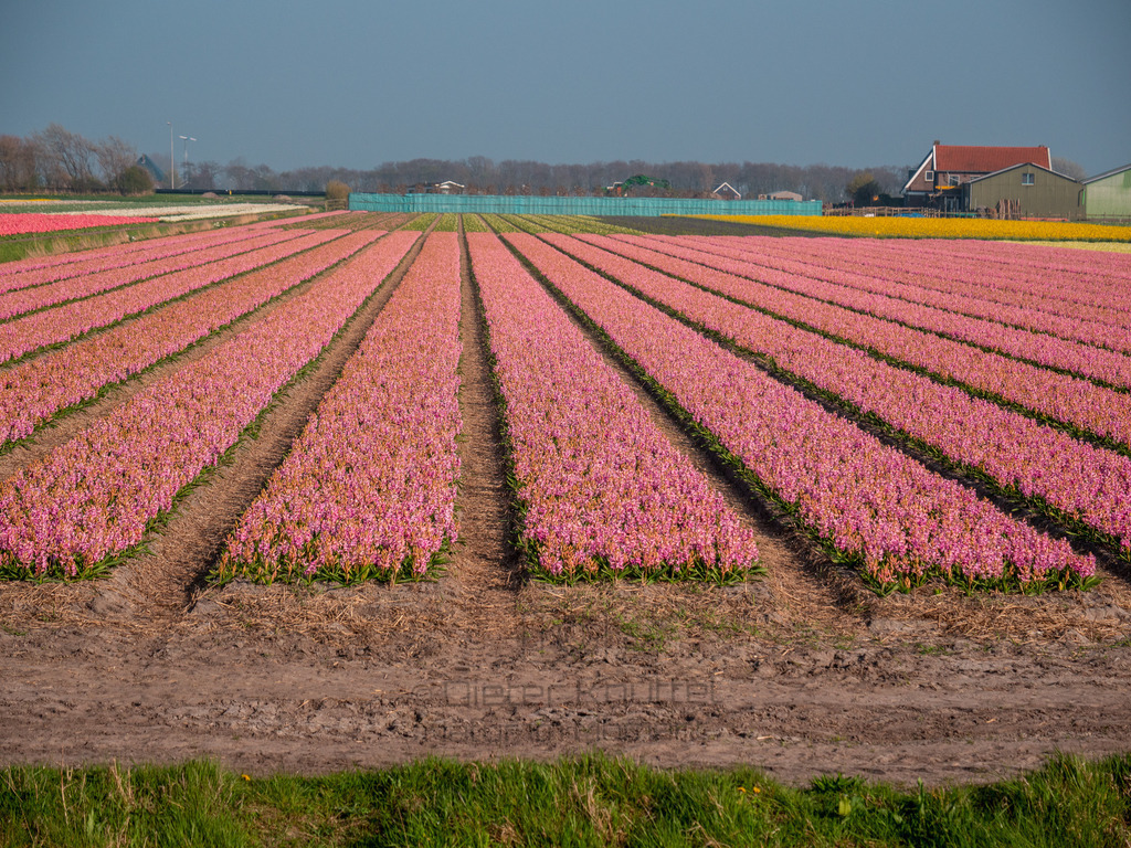 P1011372-LR | Natur im Moment - Realisiert mit Pictrs.com