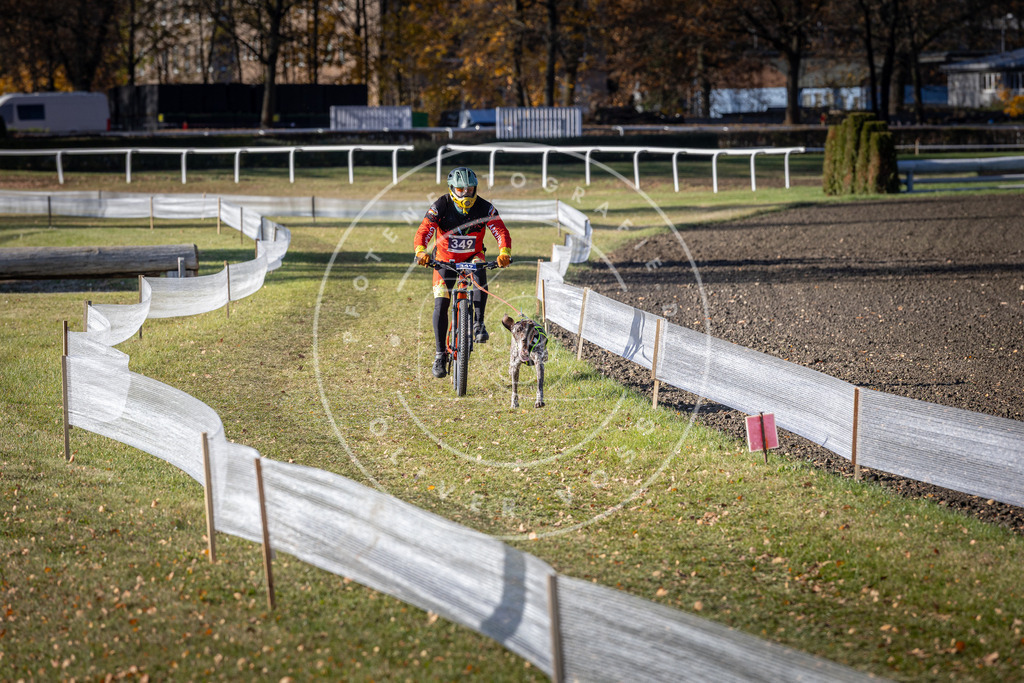 CaniXpix_DV3A7088 | Hundefotografie, Tierfotograf, Pfotenfotografie, Fotoshooting Hund, Hunde Portrait, Hundesport, Hundeportraits, Heideshooting, Hunde, Sportfotograf, Hundefotograf, Turnierhundsport, THS,  - Realisiert mit Pictrs.com