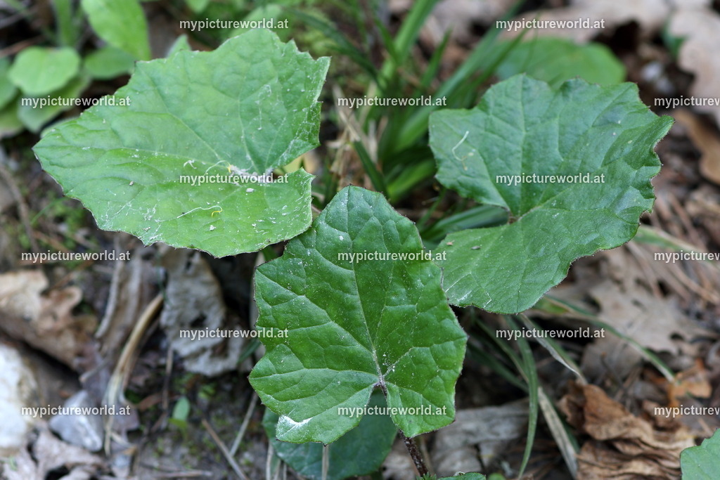 Huflattich-007 | Das Bilderarchiv über Tiere, Planzen und Landschaften. In der Bilddatenbank finden Sie ein große Auswahl an hochwertigen Bilder für Ihre Werbung - Realisiert mit Pictrs.com