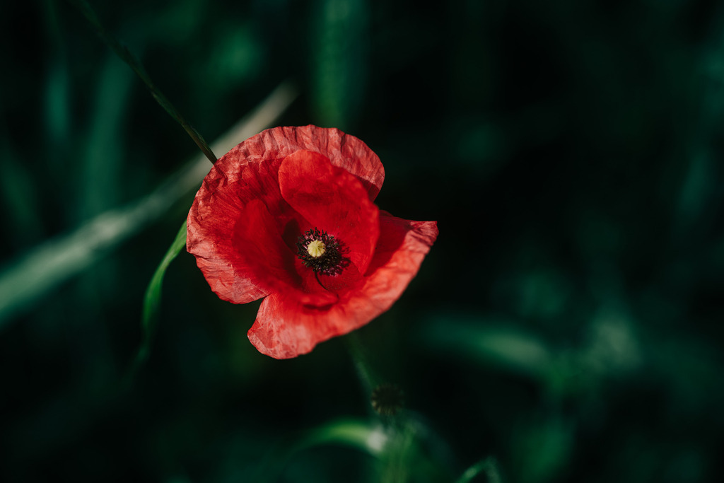 Mohn | Simone Sonderegger Photography