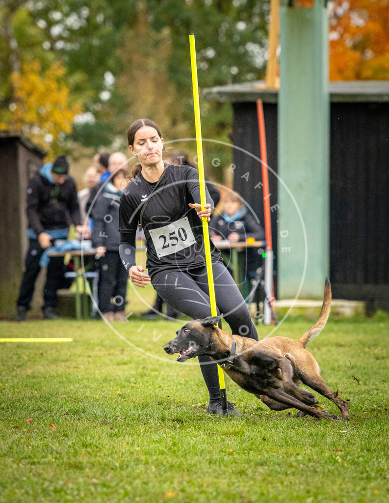 Pfotenfotografie_DV3A0450 | Hundefotografie, Tierfotograf, Pfotenfotografie, Fotoshooting Hund, Hunde Portrait, Hundesport, Hundeportraits, Heideshooting, Hunde, Sportfotograf, Hundefotograf, Turnierhundsport, THS,  - Realisiert mit Pictrs.com