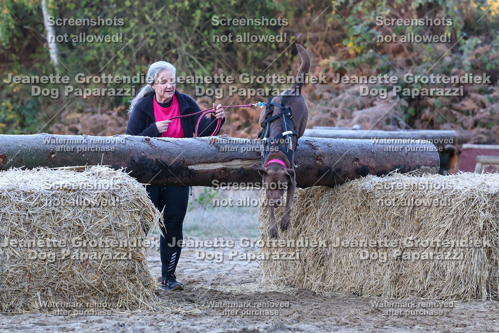 Dog Paparazzi - Strongdog 10-25-286 | Dog Paparazzi Jeanette Grottendiek Fotografie & Videografie - Realisiert mit Pictrs.com